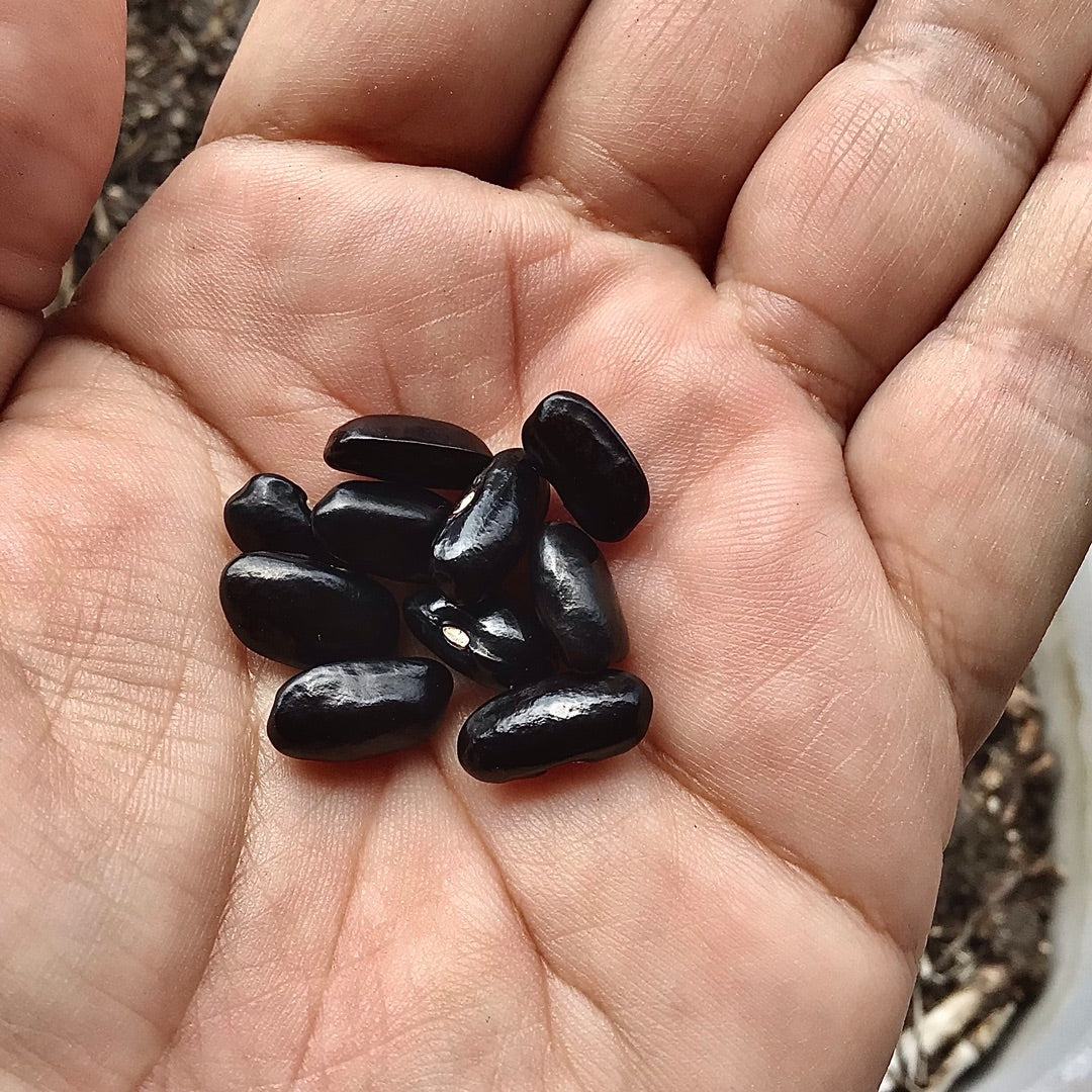 Heirloom Seeds: Cherokee Trail of Tears Bean