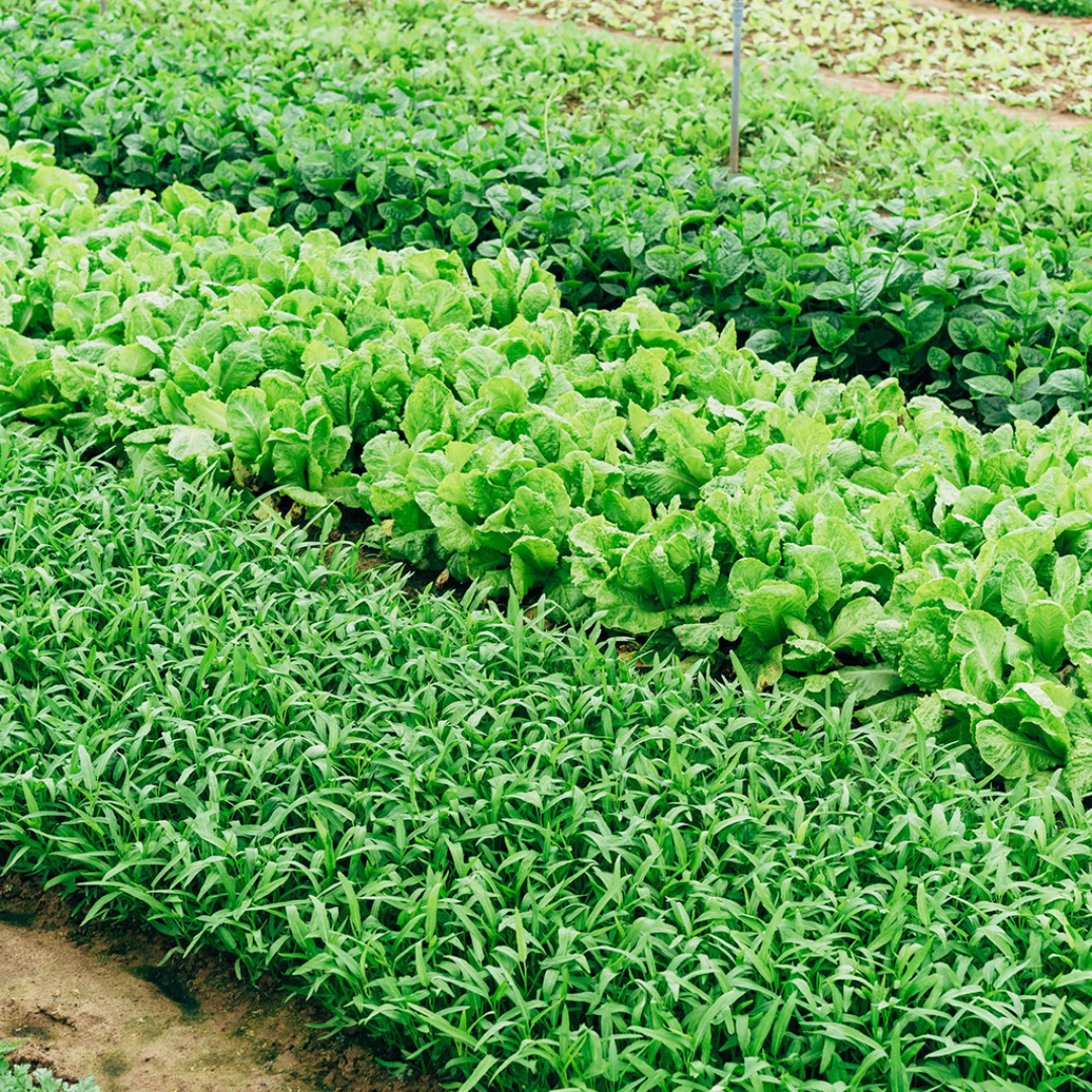 Planning your garden bed and deciding what to grow.