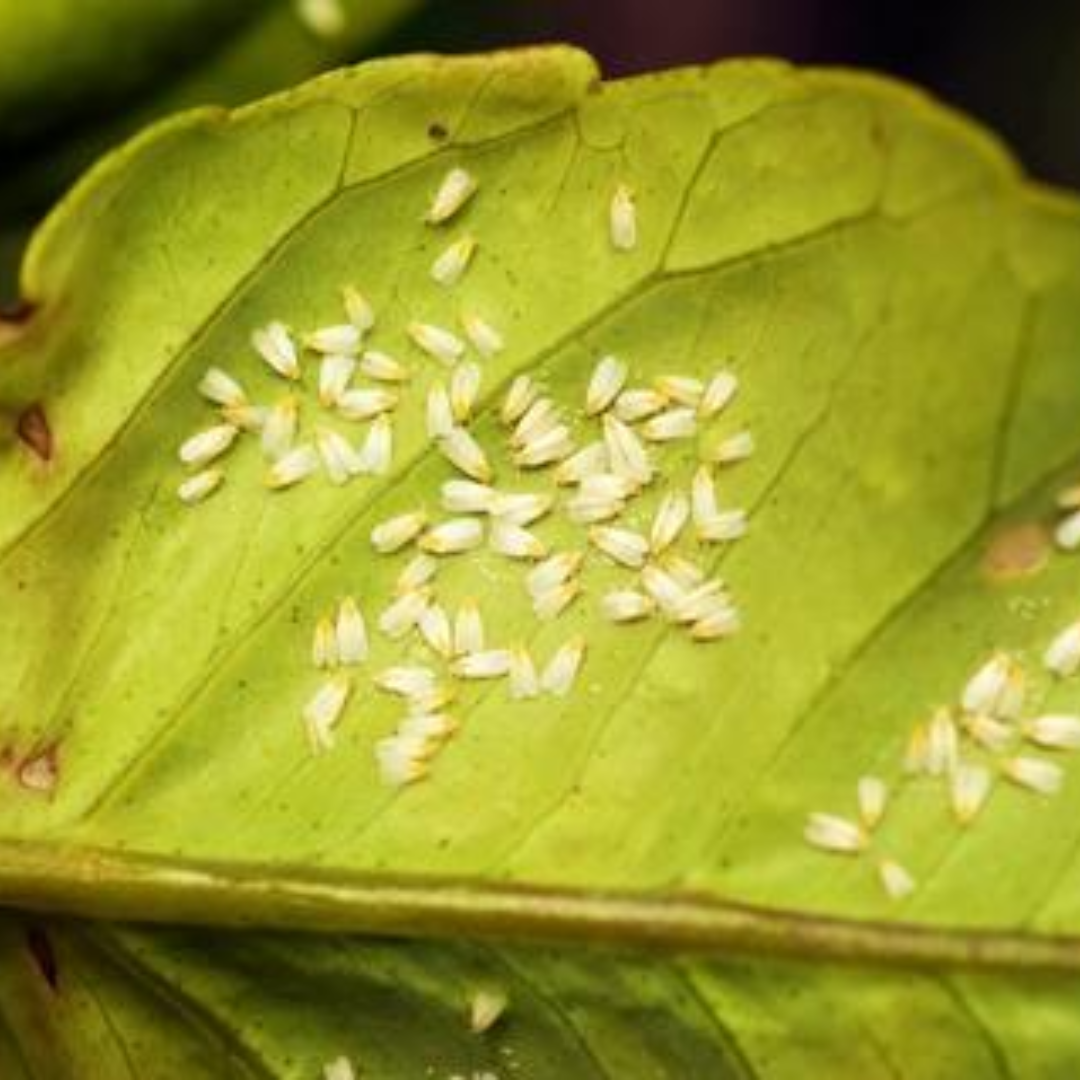 Pests: White Fly