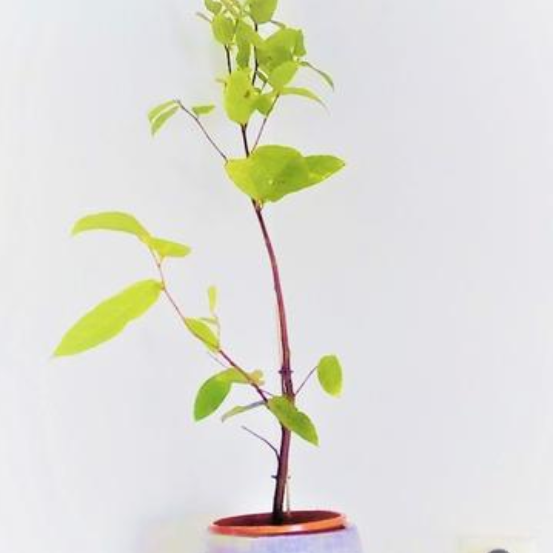 Plant Profile: Sandpaper Fig (Ficus Coronata)