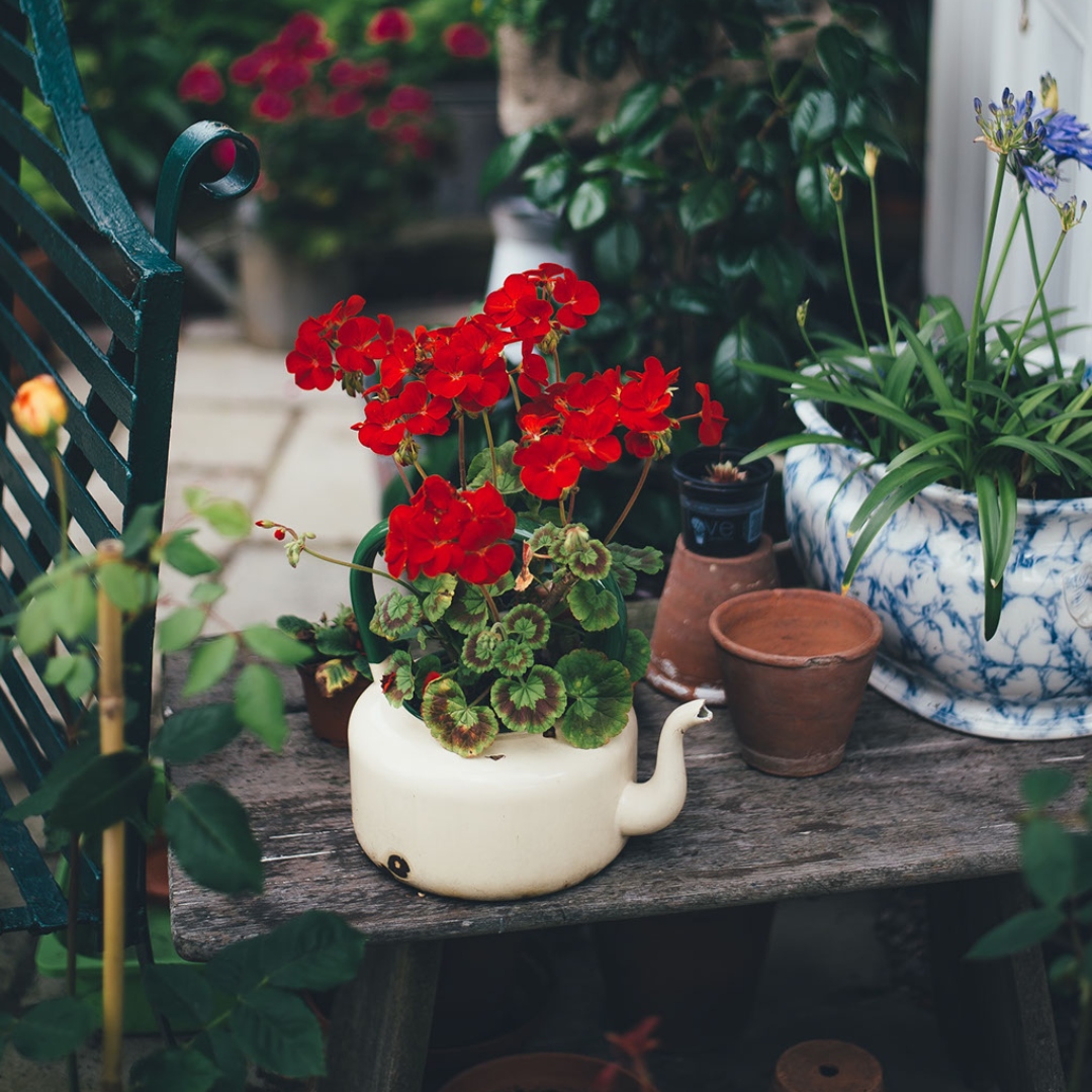 Gardening on a budget: "Start where you are. Use what you have.  Do what you can"