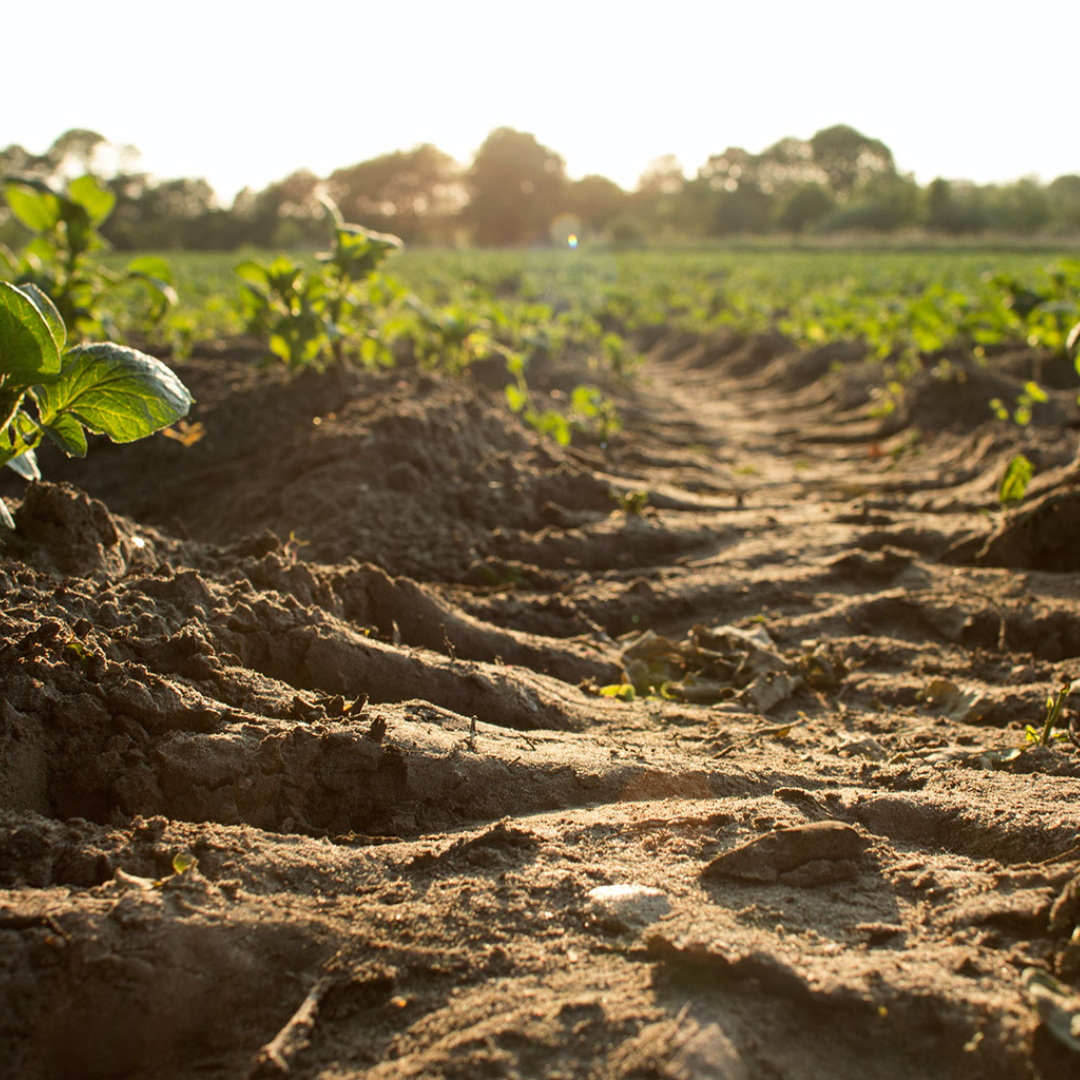 Gardening Basics: 4 Ways To Build Up Your Soil.