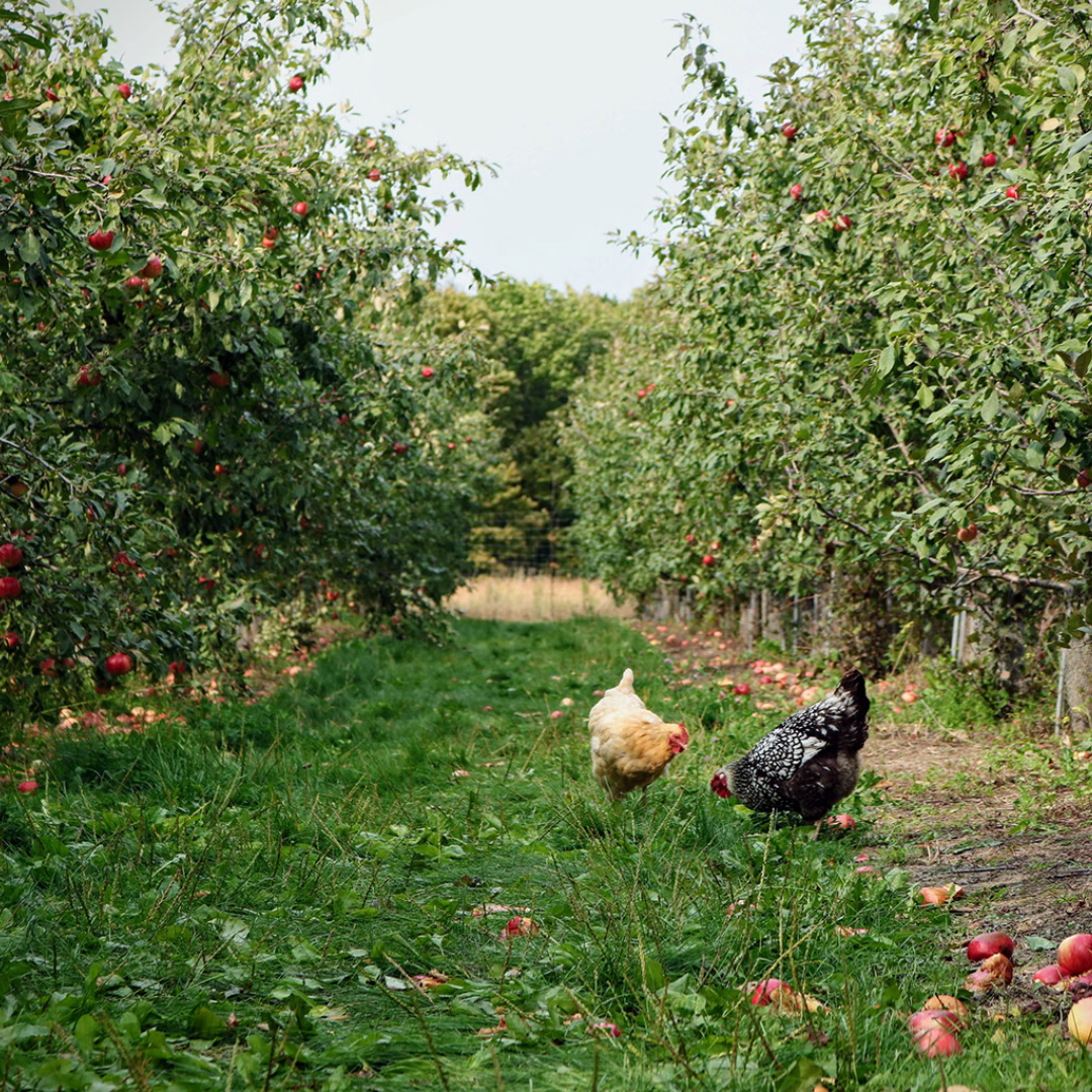 Whole Systems Thinking: Designing paradise